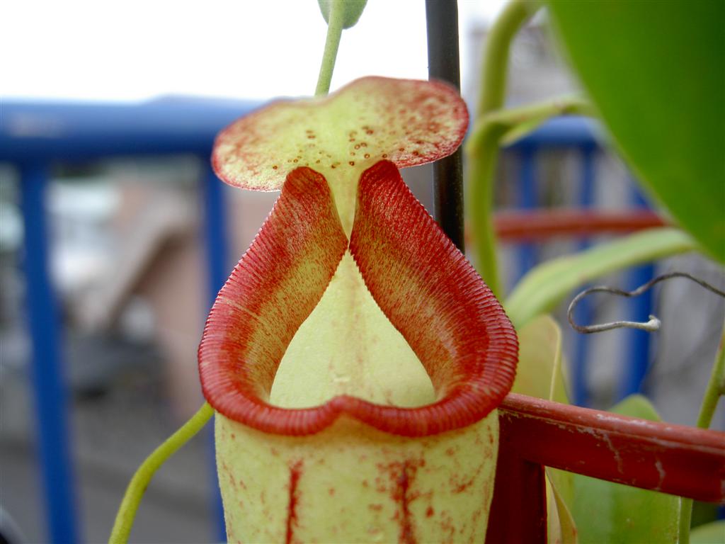 Nepenthes talangensis x maxima, peristome